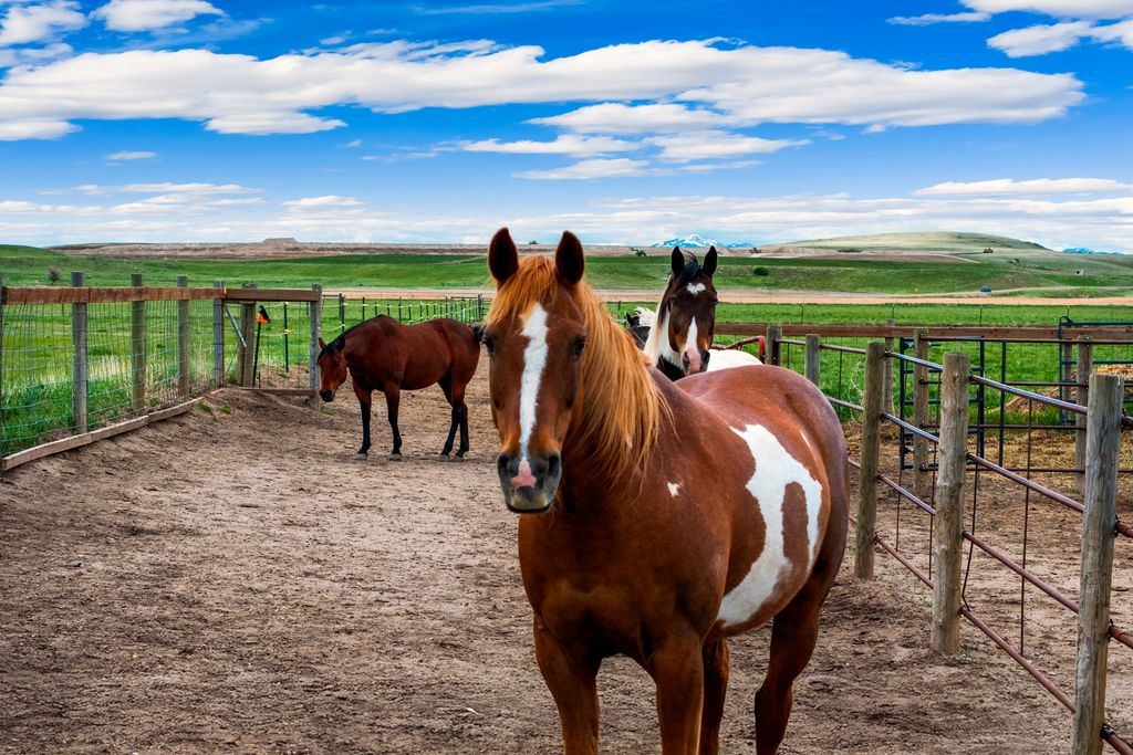Horses and pasture at 81 Eaton Avenue, Great Falls, MT